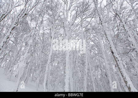 Schnee beschichtet Buche Bäume in den Apenninen Bergen der Abruzzen in Italien Stockfoto