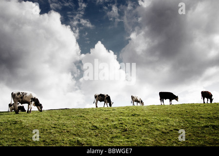 grasende Kühe auf einem Feld Stockfoto