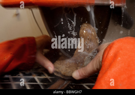 Wissenschaftler zerschneiden ein Stalagmit Probe aus den riesigen Höhlen von Borneo auf einer kreisförmigen Bank sah for Climate Change Research. Stockfoto