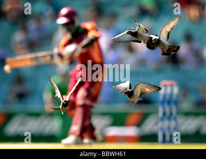 ANDREW FLETCHER & Taube WESTINDIEN & Irland OVAL LONDON ENGLAND 2. Juni 2009 Stockfoto