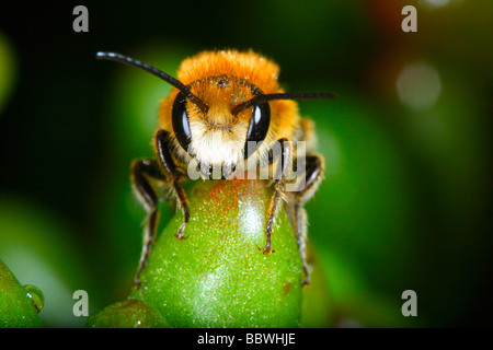 Red Mason Bee, Osmia bicornis. Vorderansicht des Kopfes. Close-up Stockfoto