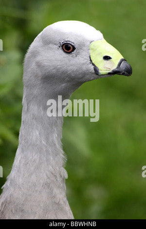 Kopf und Hals des Cape kargen Gans Cereopsis Novaehollandiae Taken an Martin bloße WWT, Lancashire UK Stockfoto