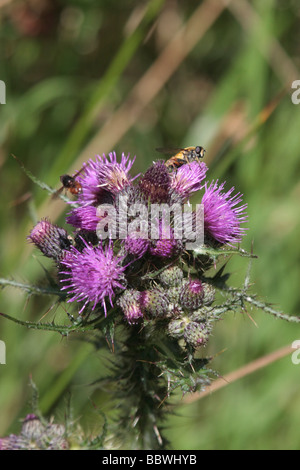 Hoverfly auf Distel Blume. Stockfoto