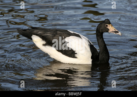 Magpie Goose Anseranas Semipalmata schwimmen auf Wasser genommen bei Martin bloße WWT, Lancashire UK Stockfoto