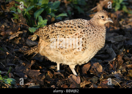 Weibliche gemeinsame Fasan Phasianus Colchicus genommen bei Martin bloße WWT, Lancashire UK Stockfoto