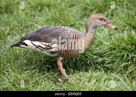 Pfeifen-Ente Dendrocygna Eytoni Federbusch genommen bei Martin bloße WWT, Lancashire UK Stockfoto