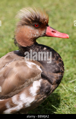 Porträt des männlichen rot-crested Tafelenten Netta Rufina In Eclipse bei Martin bloße WWT, Lancashire UK Stockfoto