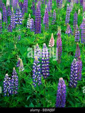 Bereich der Wilde Lupinen Lupinus perennis Nordamerika, von Gary ein Nelson/Dembinsky Foto Assoc Stockfoto