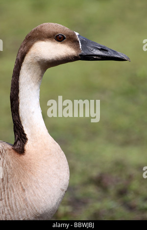 Kopf und Hals der Schwan Gans Anser Cygnoides genommen bei Martin bloße WWT, Lancashire UK Stockfoto