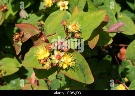 Die mehrjährige Strauch Tutsan Hypericum Androsaemum genommen bei Martin bloße WWT, Lancashire UK Stockfoto