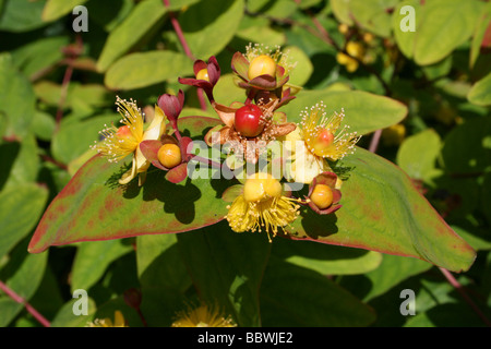 Die mehrjährige Strauch Tutsan Hypericum Androsaemum genommen bei Martin bloße WWT, Lancashire UK Stockfoto