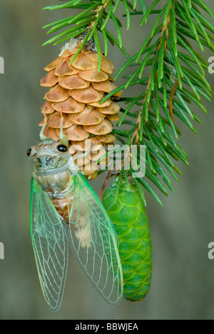 Nach Silber-bellied Zikade (tibicen Pruinosa) auf Fichte Kegel im Osten der USA von Skip Moody/Dembinsky Foto Assoc Stockfoto