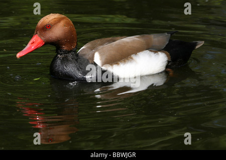 Männlichen rot-crested Tafelenten Netta Rufina Schwimmen bei Martin bloße WWT, Lancashire UK Stockfoto