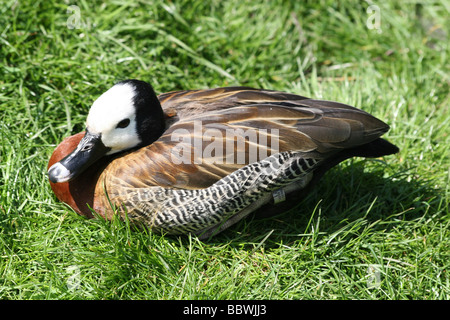 White-faced Pfeifen-Ente Dendrocygna Viduata sitzen auf Grass bei Martin bloße WWT, Lancashire Stockfoto