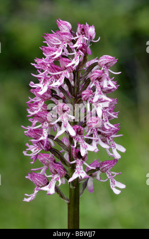 Affe Lady Hybrid Orchidee Orchis Purpurea X simia. Oxfordshire, England, Vereinigtes Königreich Stockfoto