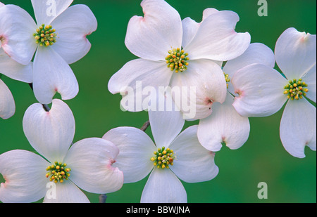 Blühende Hartriegel Cornus Florida Blumen im Osten der USA Stockfoto