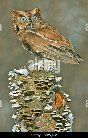 Common Screech Owl (Megascos asio) Rufous Phase, Herbst, Ost-USA, von Skip Moody/Dembinsky Photo Assoc Stockfoto