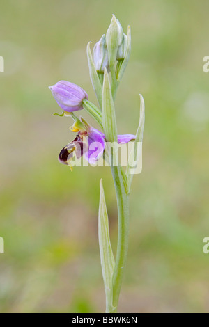 Biene Orchidee (Ophrys Apifera) fotografiert im Juni Stockfoto