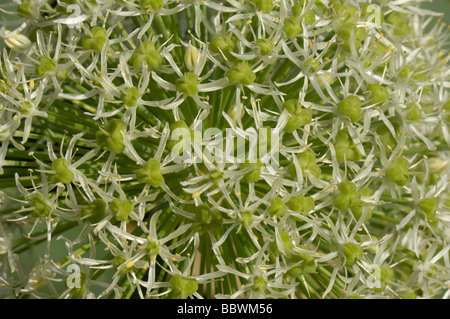 Ball wie Blume von Allium Karataviense Saatgut Schoten Anfang zu bilden unter den Blumen Stockfoto