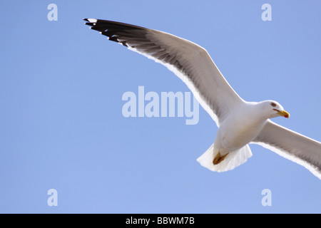 Möwe im Flug Stockfoto