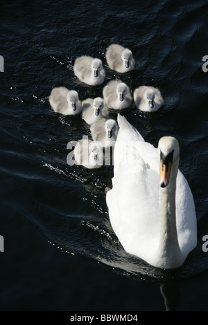 Bereich der Loch Lomond, Schottland. Schwan, gefolgt von einer Kupplung Cygnets am Loch Lomond. Stockfoto