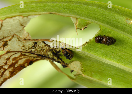 Lily Lilioceris Lilii junge klebrige Käferlarven und Schaden auf einem beschädigten Lilie Blatt Stockfoto