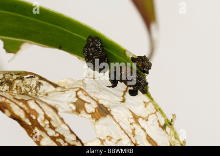 Lily Lilioceris Lilii junge klebrige Käferlarven und Schaden auf einem beschädigten Lilie Blatt Stockfoto