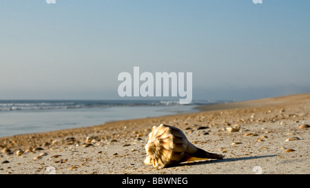 Einsamer Muschel am Strand inmitten von Fußspuren und Fahrrad Reifenspuren in Ponte Vedra Beach, Florida Stockfoto