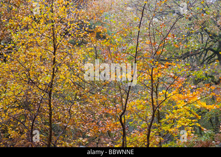 Herbstfärbung in Garn Klippe Holz Padley Schlucht in der Nähe von Grindleford im Peak District in Derbyshire Stockfoto