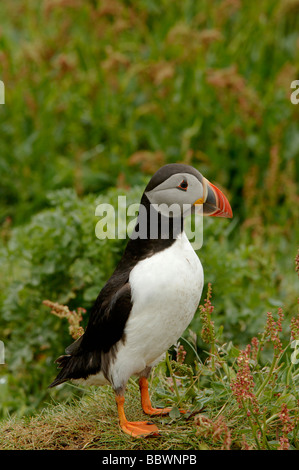 Papageitaucher Fratercula Arctica auf Lunga Treshnish Isles Schottland Stockfoto