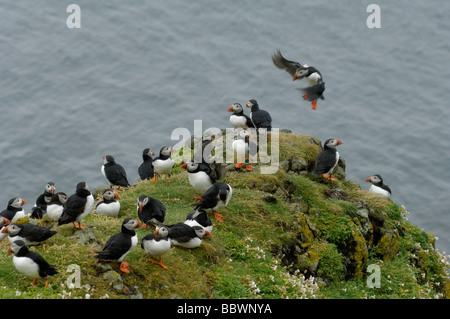 Papageitaucher Fratercula Arctica auf Grashügel Lunga Treshnish Isles Schottland Stockfoto