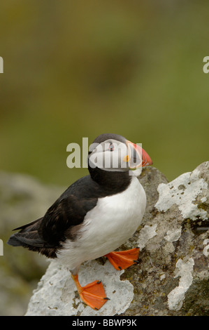 Papageitaucher Fratercula Arctica auf Rock-Schottland Stockfoto