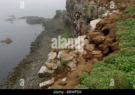 Erosion von Papageitaucher Höhlen auf der Insel Grimsey Island Stockfoto