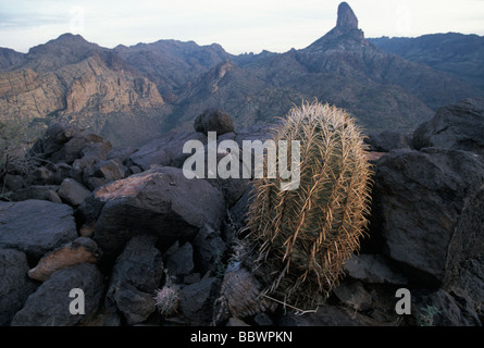 Kaktus mit der Weber-Nadel im Hintergrund in den Superstition Mountains von Zentral-Arizona Stockfoto