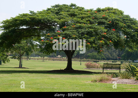 New Farm Park Brisbane Queensland Australien Stockfoto