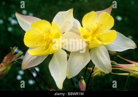 Aquilegia Chrysantha "Yellow Queen", Blume Blumen Garten Pflanze Pflanzen Akelei aquilegias Stockfoto