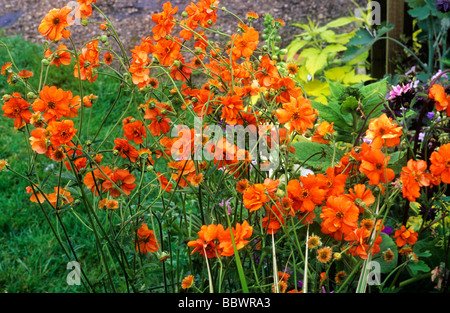 Geum 'Prinses Juliana' orange Blume Blumen Garten Pflanze Pflanzen geums Stockfoto