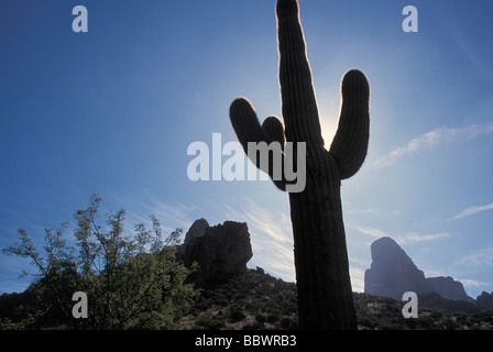 Saguaro-Kaktus mit der Weber-Nadel im Hintergrund in den Superstition Mountains von Zentral-Arizona Stockfoto