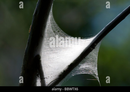 Traubenkirsche Gespinstmotte Bird Cherry Hermelin Yponomeuta Evonymella Bayern Deutschland Stockfoto