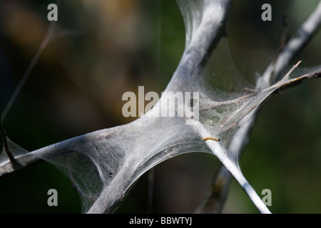 Traubenkirsche Gespinstmotte Bird Cherry Hermelin Yponomeuta Evonymella Bayern Deutschland Stockfoto