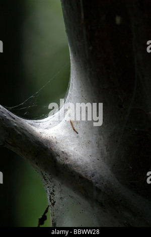 Traubenkirsche Gespinstmotte Bird Cherry Hermelin Yponomeuta Evonymella Bayern Deutschland Stockfoto