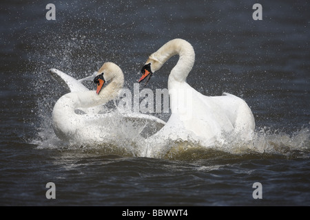 Höckerschwan Cygnus Olor paar Kämpfe Abbotsbury Dorset Frühling Stockfoto