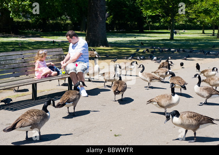 London, Regents Park, Vater & entzückenden Kleinkind Tochter ernähren kanadische Gänse von Bank von See Stockfoto