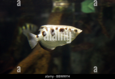 Banded Archerfish, Toxotes Jaculatrix, Toxotidae, Barsch. Stockfoto
