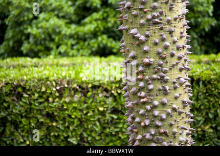 Seide Zahnseide Baum Stockfoto
