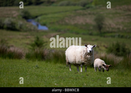 Schaf und Lamm im abgelegenen Hang River Valley in der Grafschaft Tyrone Nordirland Großbritannien Europa Stockfoto