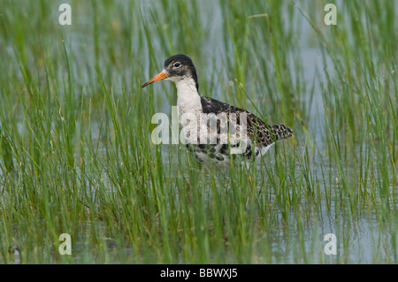 Kampfläufer (Philomachus Pugnax) Stockfoto