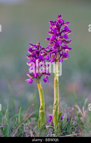 Green-winged Orchid oder Green-veined Orchid (Orchis Morio) Stockfoto