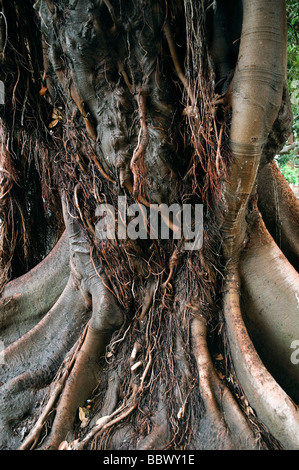 Stamm von einem Gummibaum Ficus Elastica in Sevilla Andalucia Spanien Stockfoto