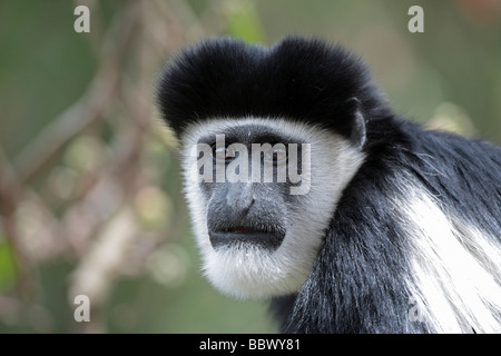 Schwarz-weiße Stummelaffen (Colobus), portrait Stockfoto